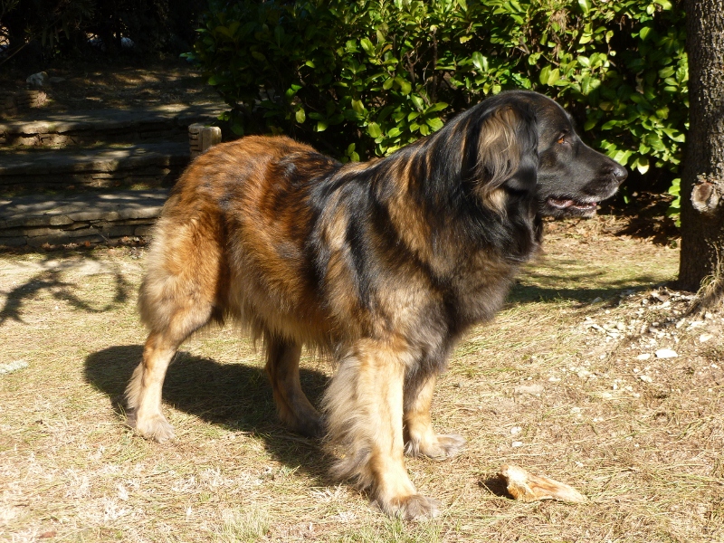 gestation d'Ewen 2012