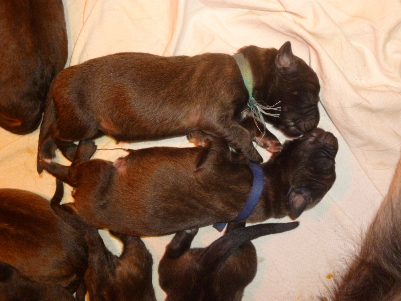 chiots